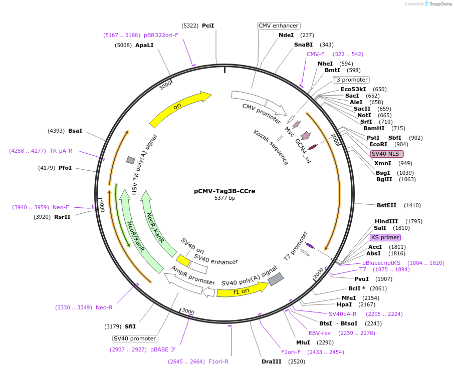 106369-plasmid-map-sequence-id-206079