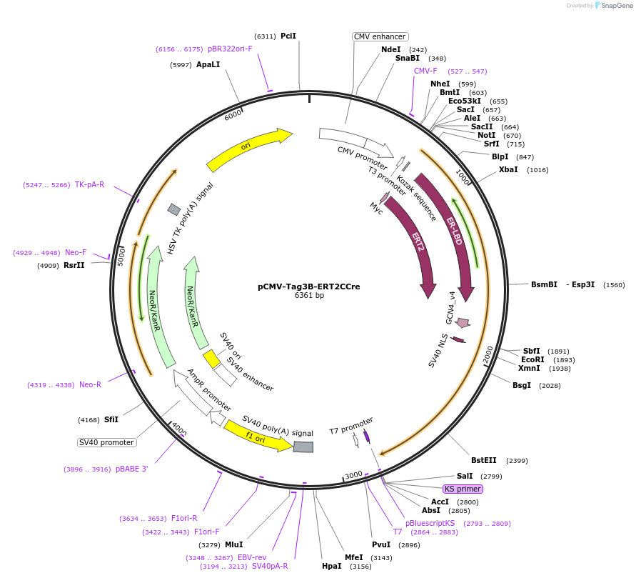 106371-plasmid-map-sequence-id-206083