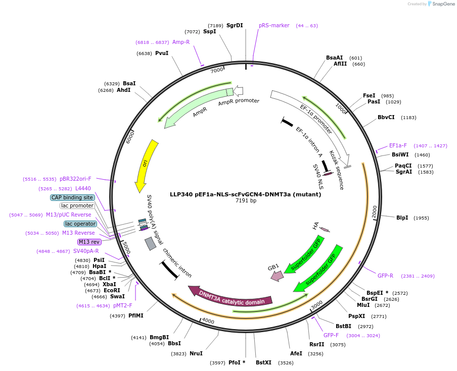 100944-plasmid-map-sequence-id-206112