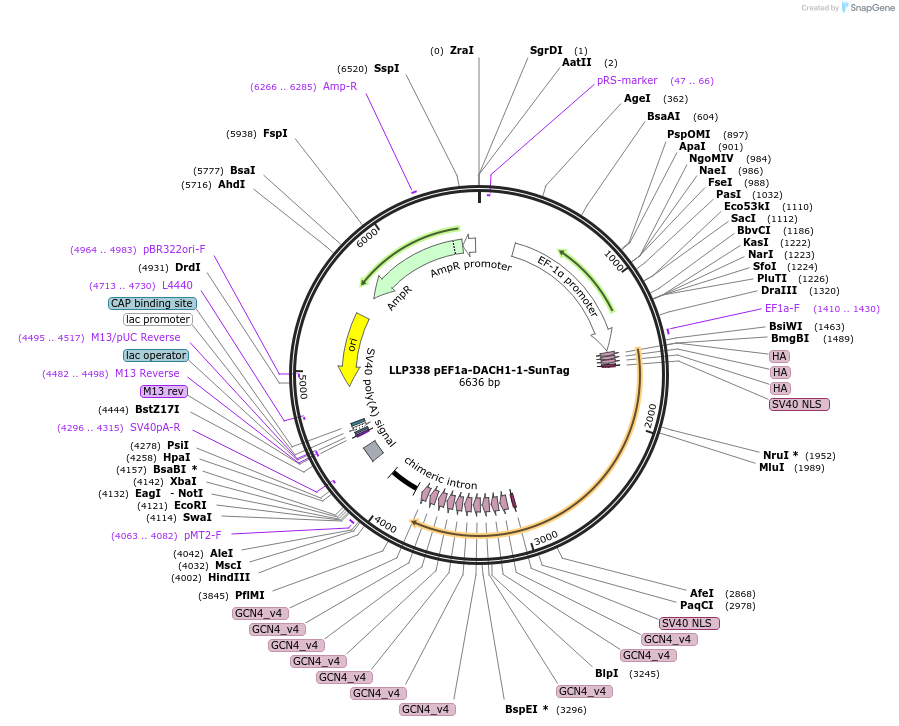 100942-plasmid-map-sequence-id-206115
