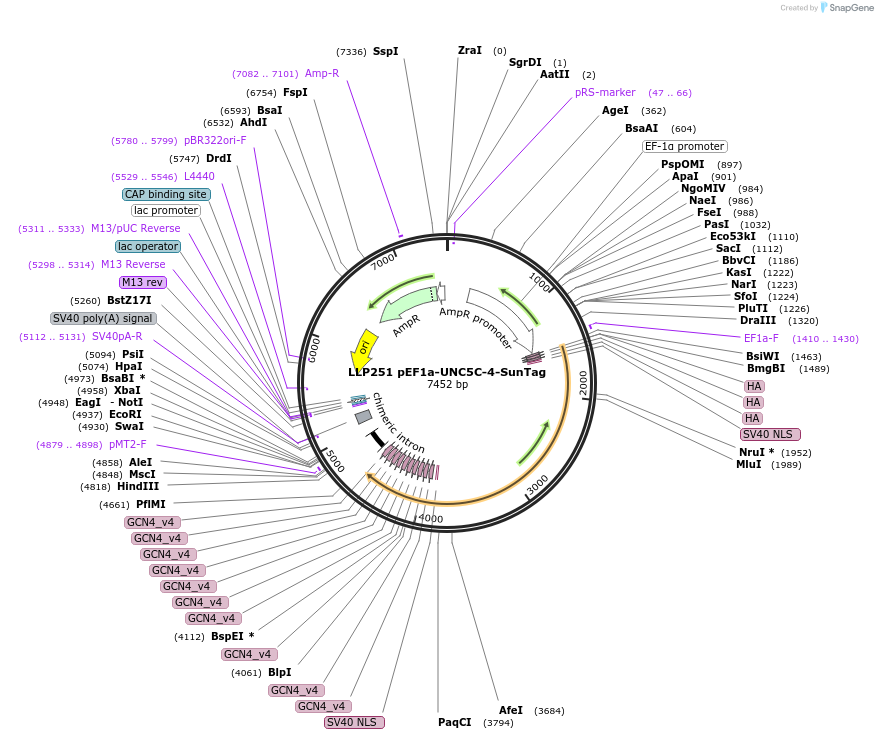 100940-plasmid-map-sequence-id-206120