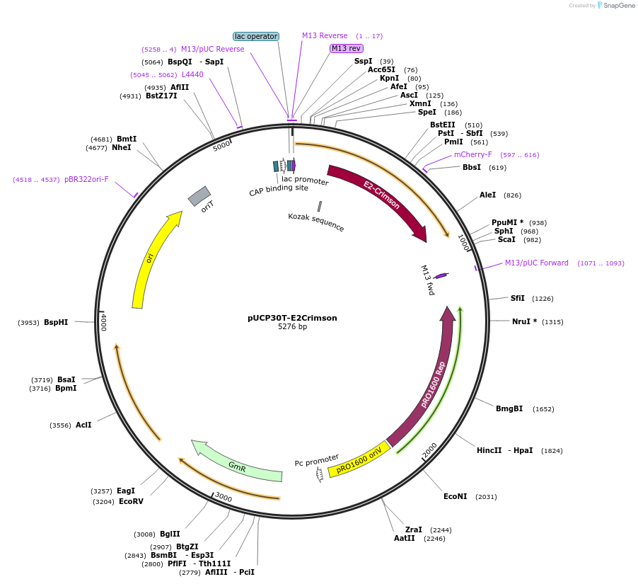78478-plasmid-map-sequence-id-206122