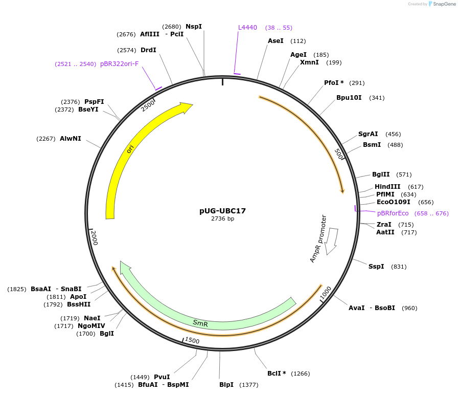 104682-plasmid-map-sequence-id-206128
