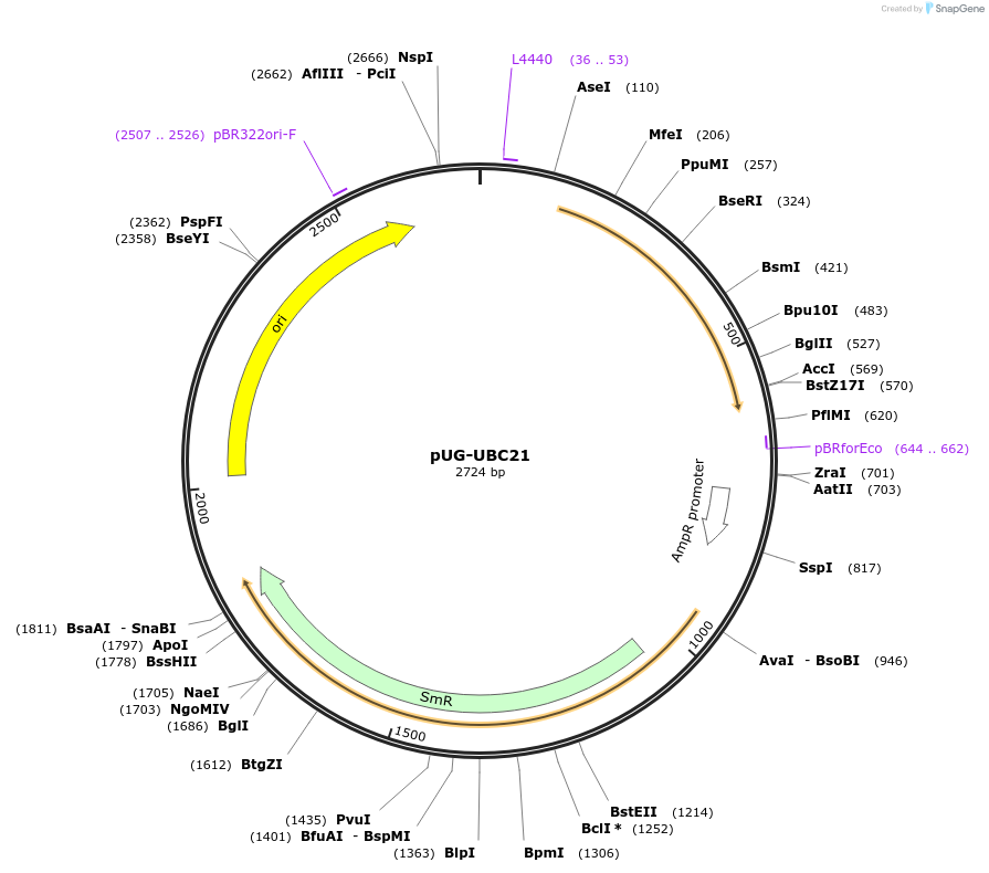 104686-plasmid-map-sequence-id-206133
