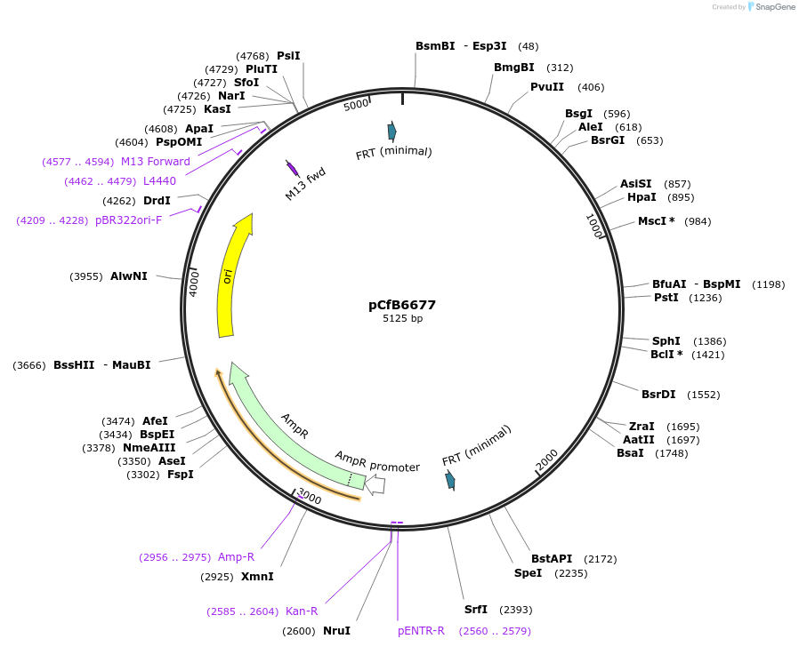 106155-plasmid-map-sequence-id-206140