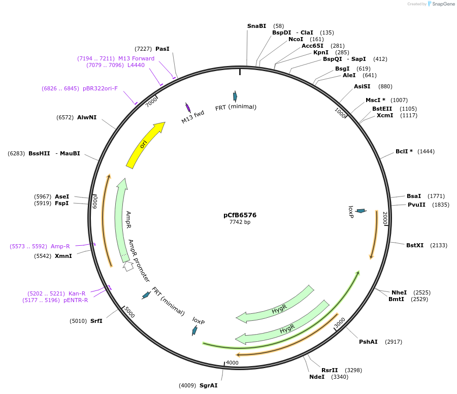 106134-plasmid-map-sequence-id-206167