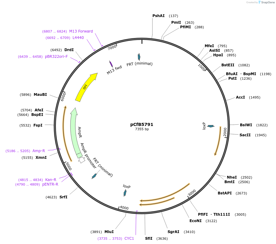 106126-plasmid-map-sequence-id-206173