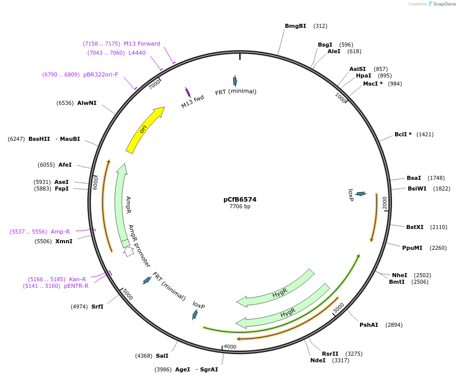 106132-plasmid-map-sequence-id-206174
