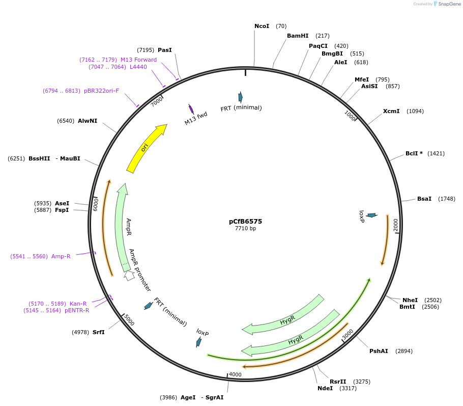 106133-plasmid-map-sequence-id-206176