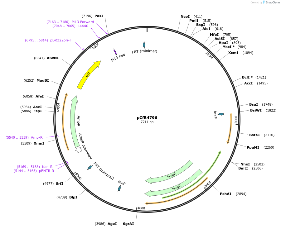 106131-plasmid-map-sequence-id-206177