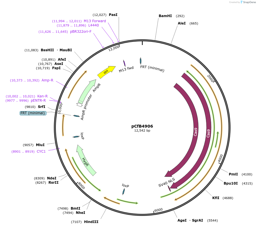 106150-plasmid-map-sequence-id-206181