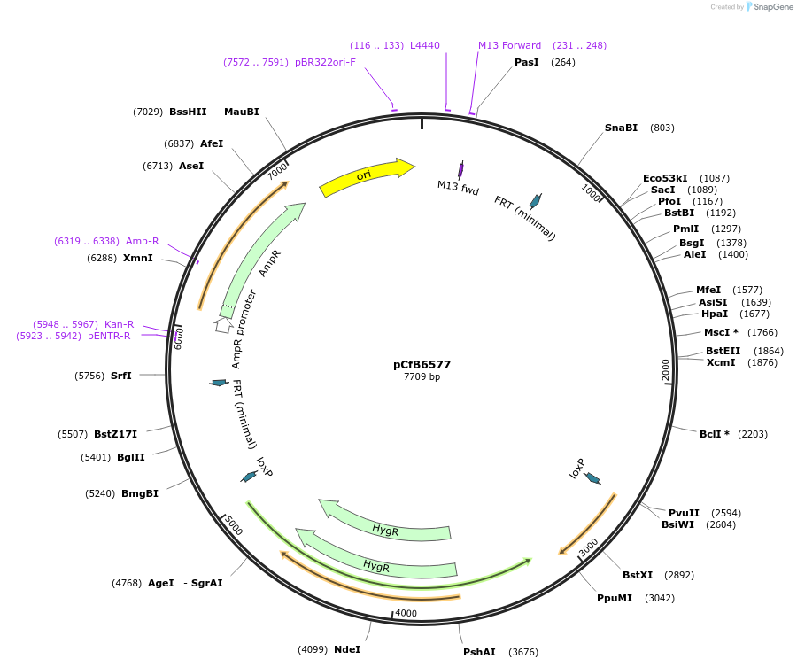 106129-plasmid-map-sequence-id-206182