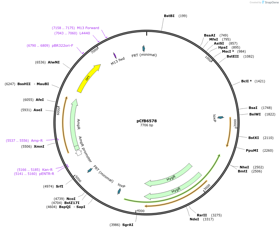 106130-plasmid-map-sequence-id-206183