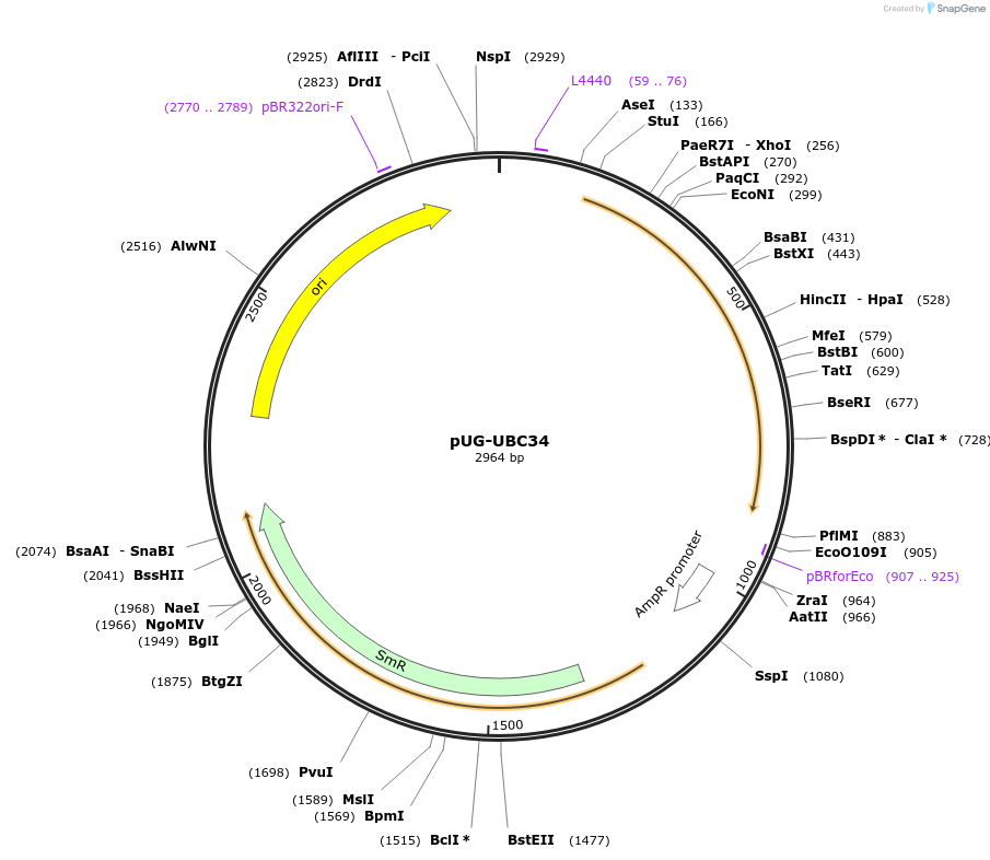 104699-plasmid-map-sequence-id-206199