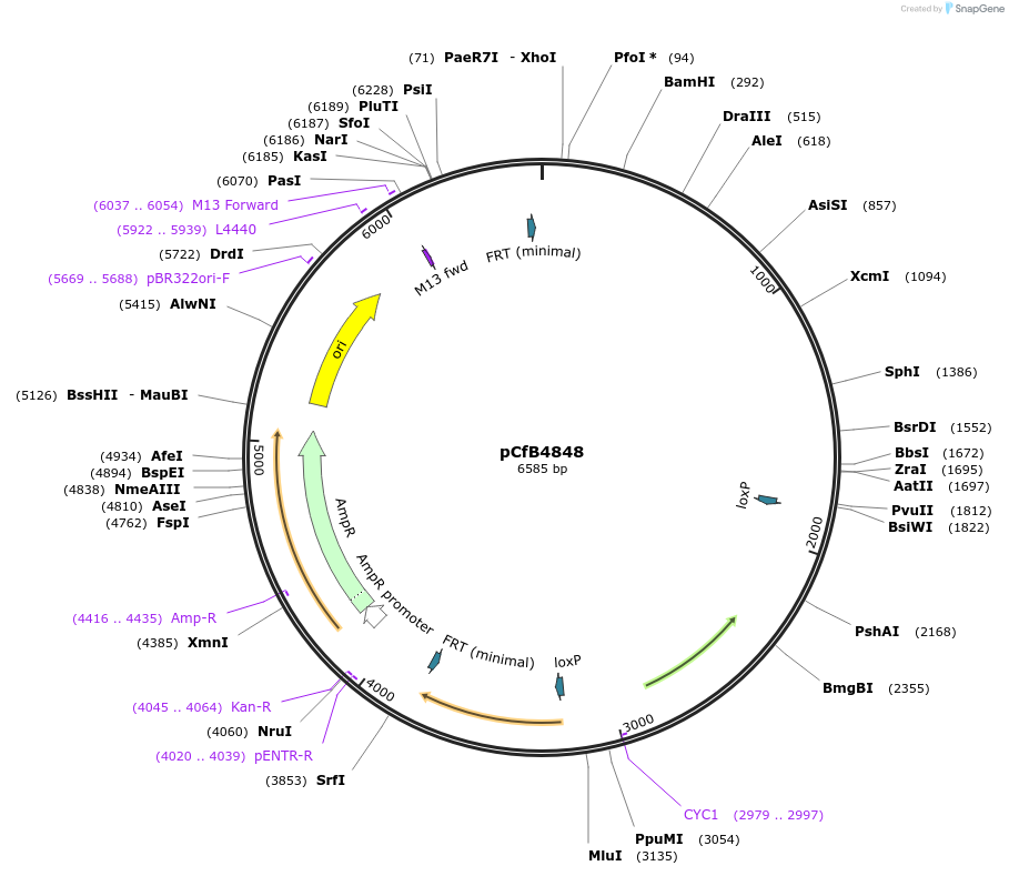 106138-plasmid-map-sequence-id-206214