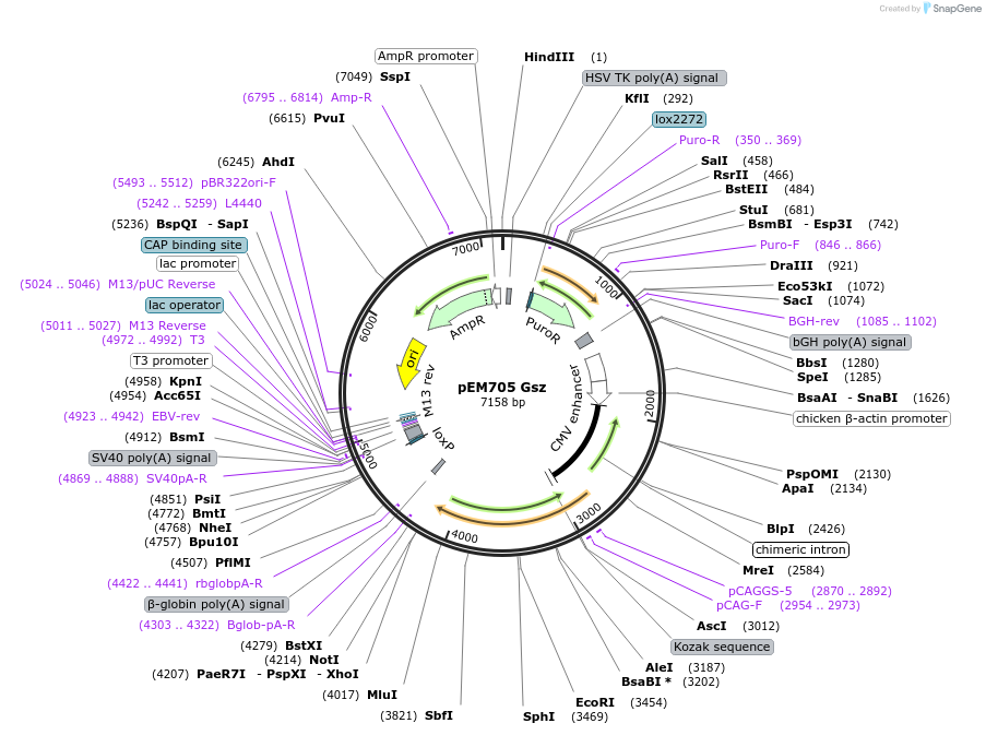 109355-plasmid-map-sequence-id-206215