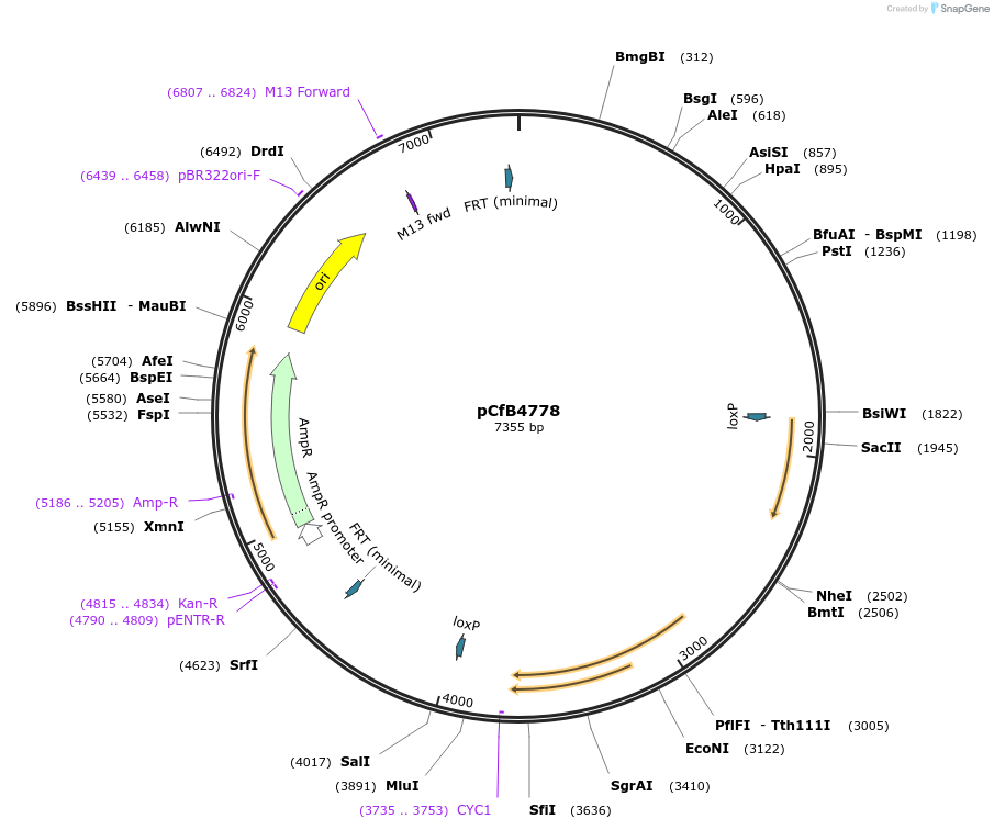 106125-plasmid-map-sequence-id-206216