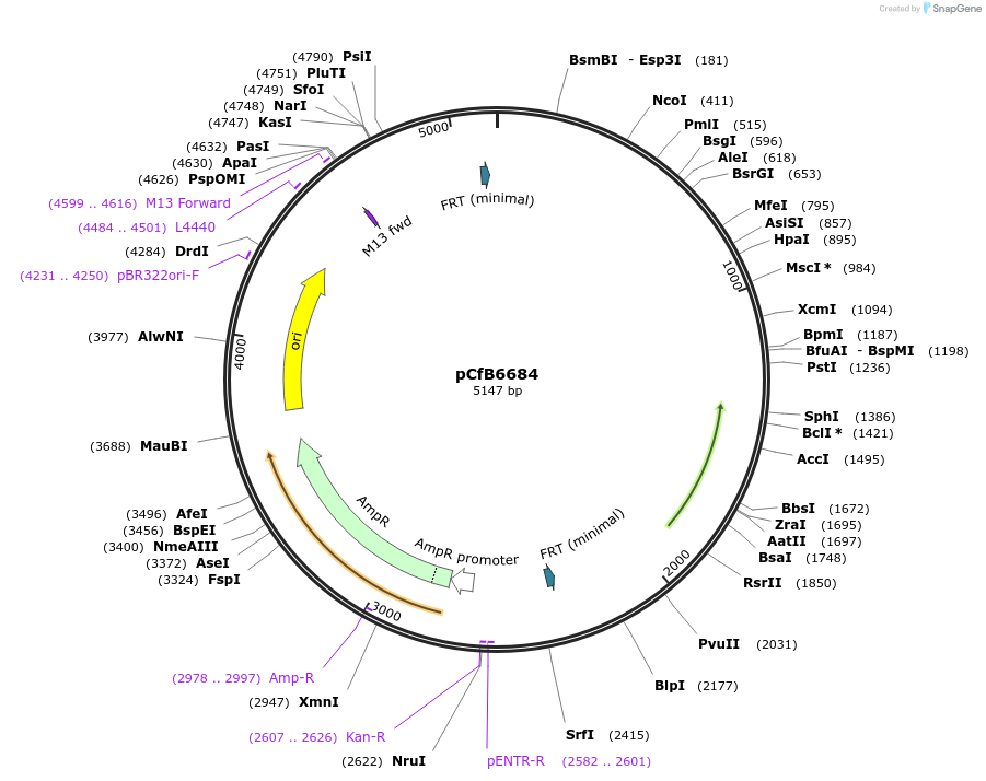 106154-plasmid-map-sequence-id-206237
