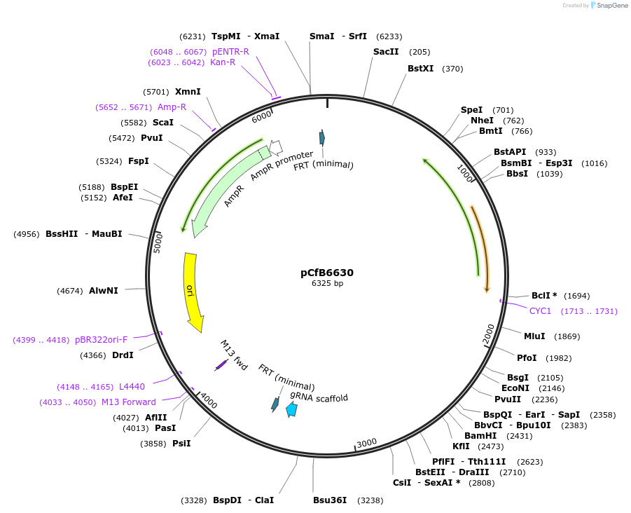 106160-plasmid-map-sequence-id-206239