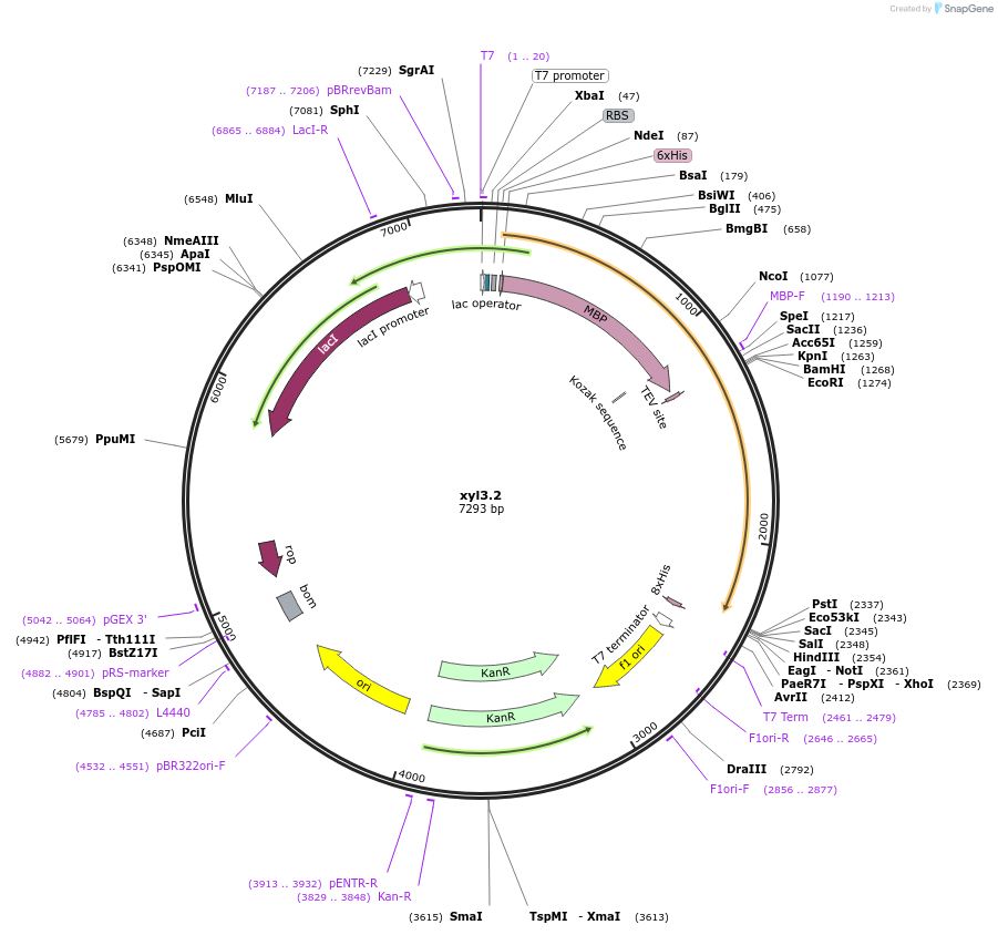 107210-plasmid-map-sequence-id-206267