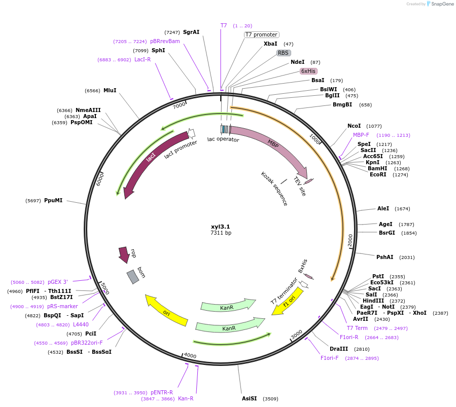 107209-plasmid-map-sequence-id-206270