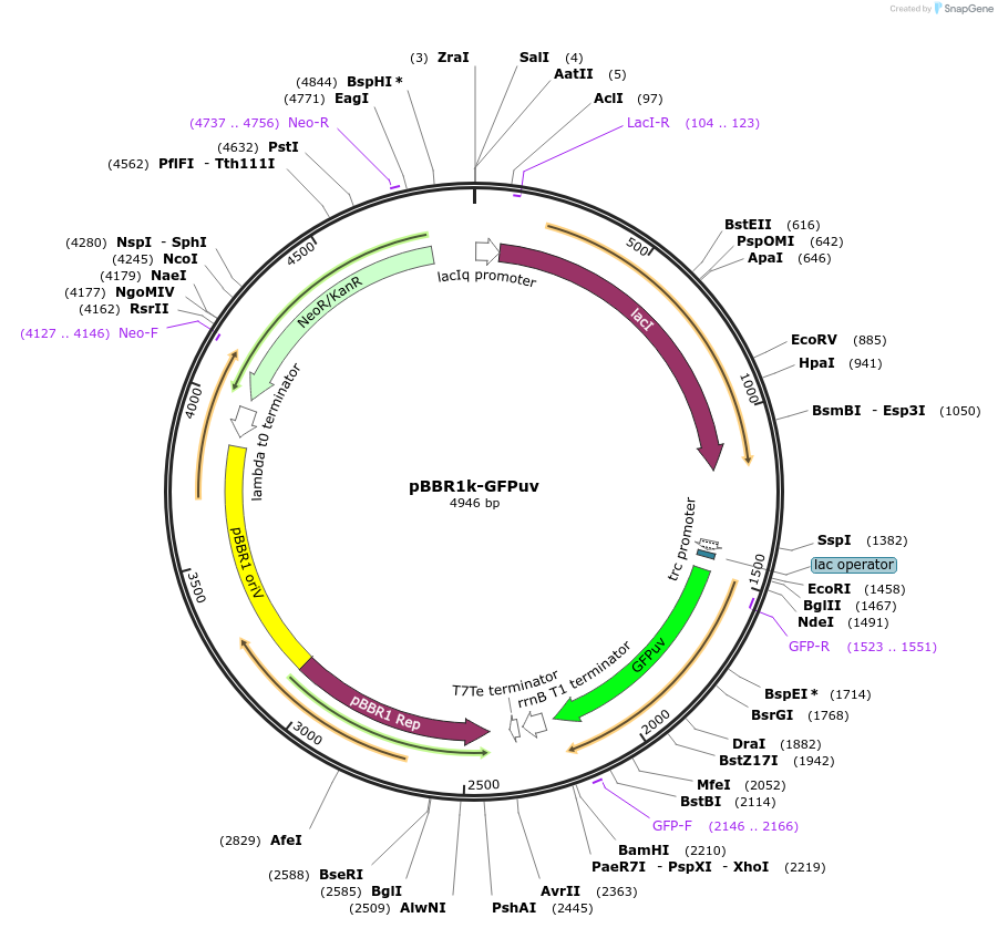 106382-plasmid-map-sequence-id-206271