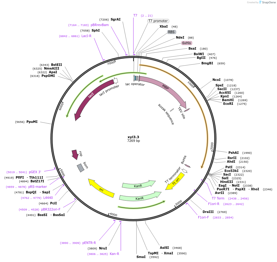 107211-plasmid-map-sequence-id-206273