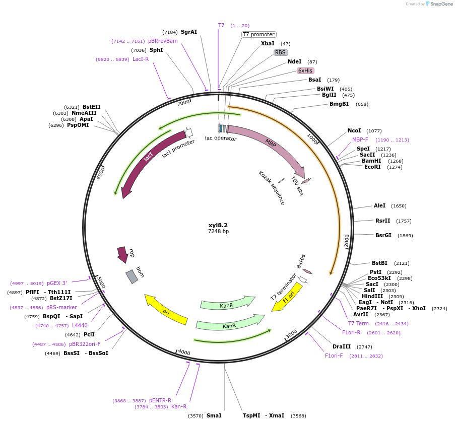 107216-plasmid-map-sequence-id-206275