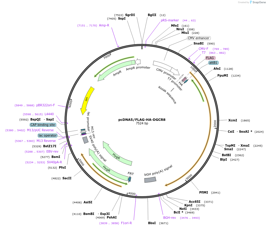 106251-plasmid-map-sequence-id-206276