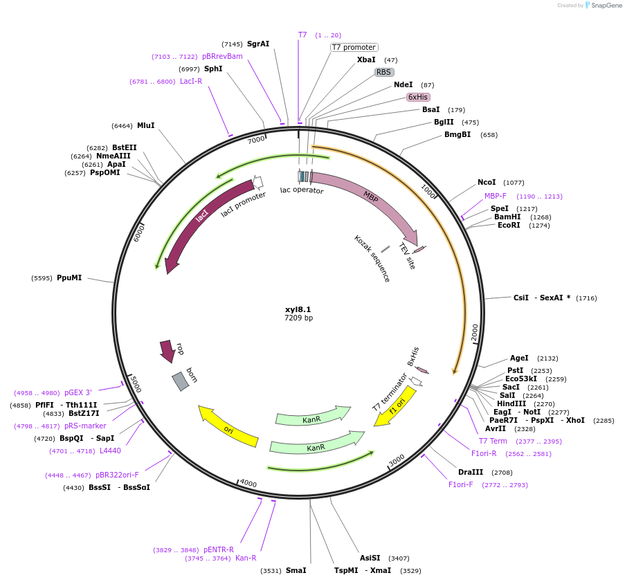 107214-plasmid-map-sequence-id-206278