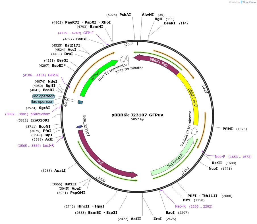 106391-plasmid-map-sequence-id-206282