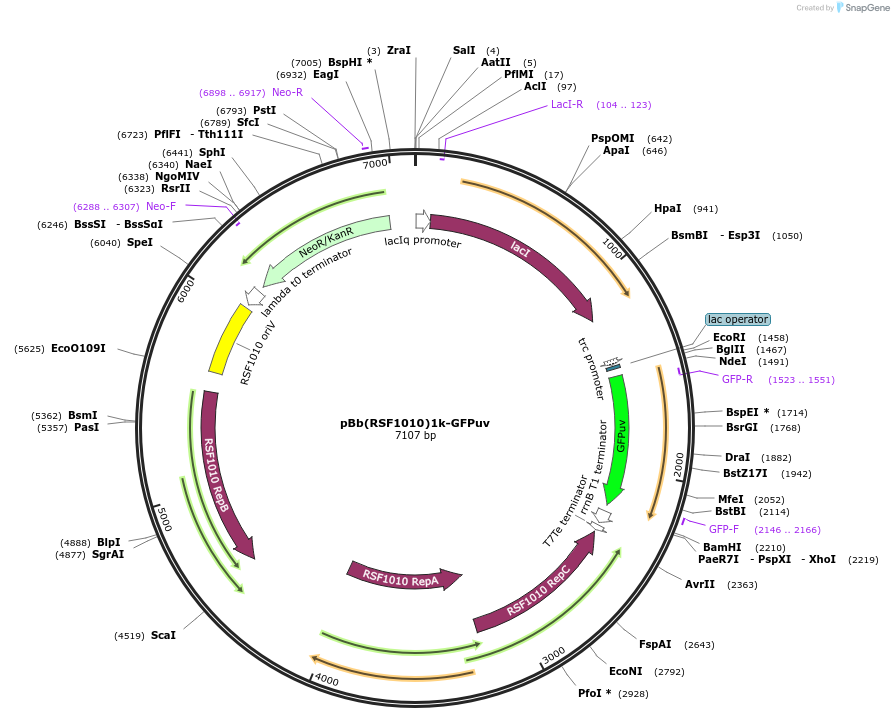 106395-plasmid-map-sequence-id-206285