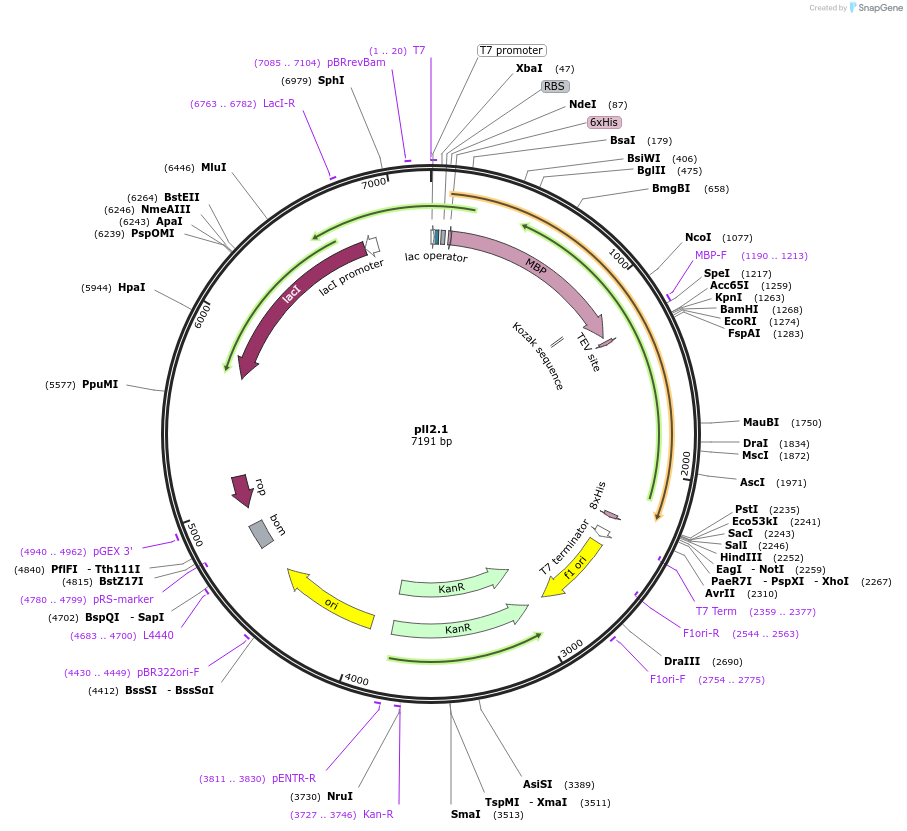 107202-plasmid-map-sequence-id-206309