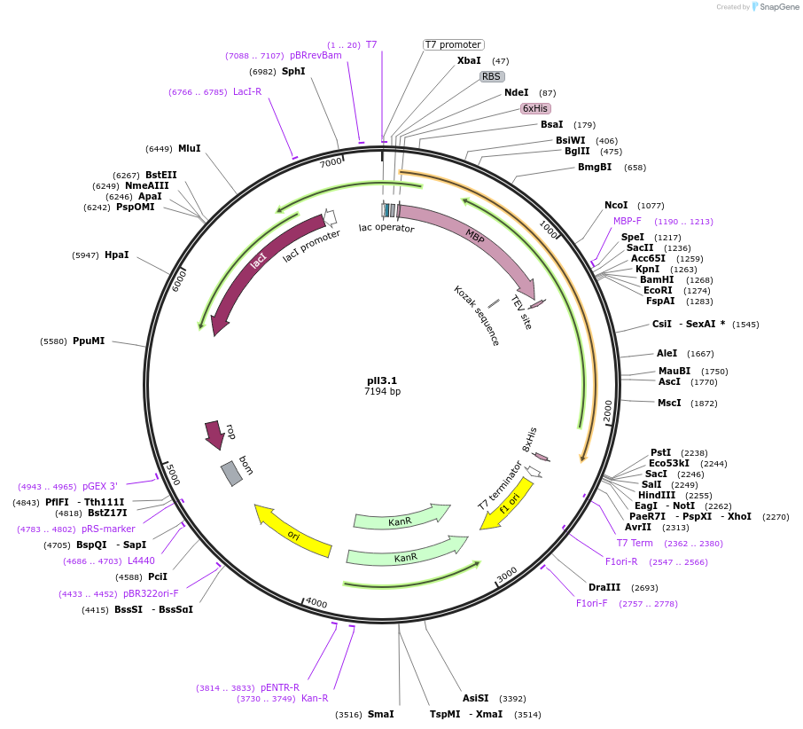 107207-plasmid-map-sequence-id-206311