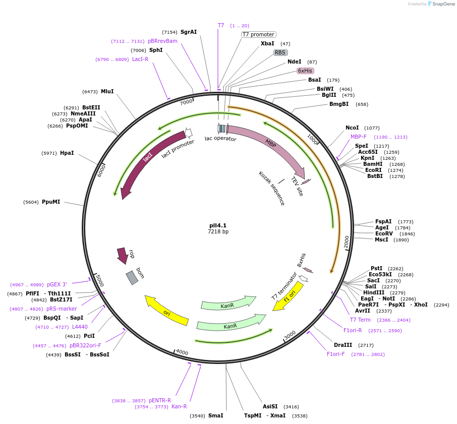 107208-plasmid-map-sequence-id-206312