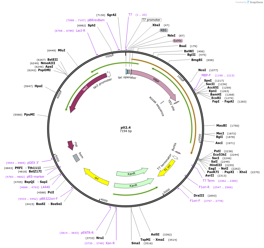 107205-plasmid-map-sequence-id-206313