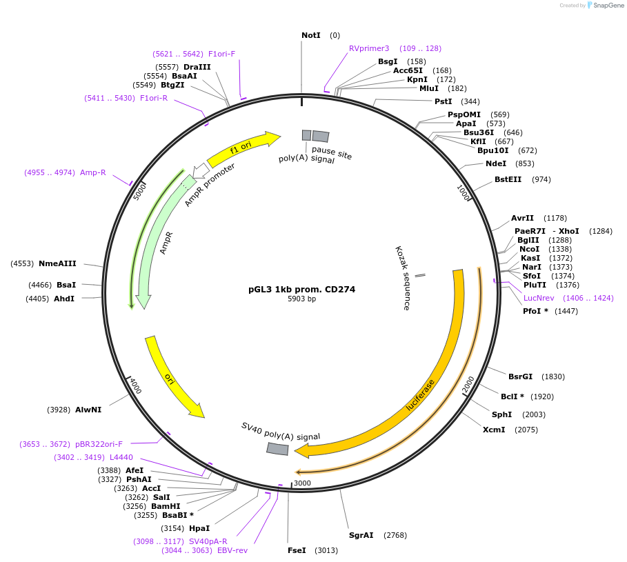 107002-plasmid-map-sequence-id-206333