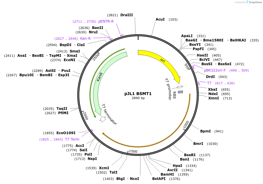 106287-plasmid-map-sequence-id-206338