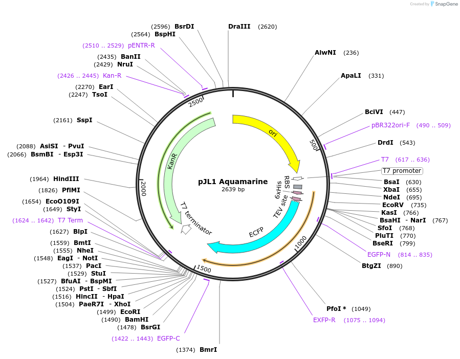 106285-plasmid-map-sequence-id-206339