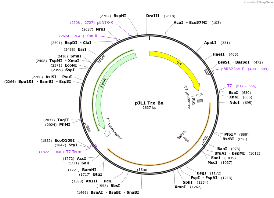 106290-plasmid-map-sequence-id-206340