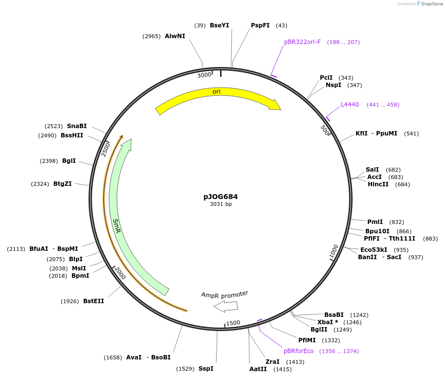 105355-plasmid-map-sequence-id-206354