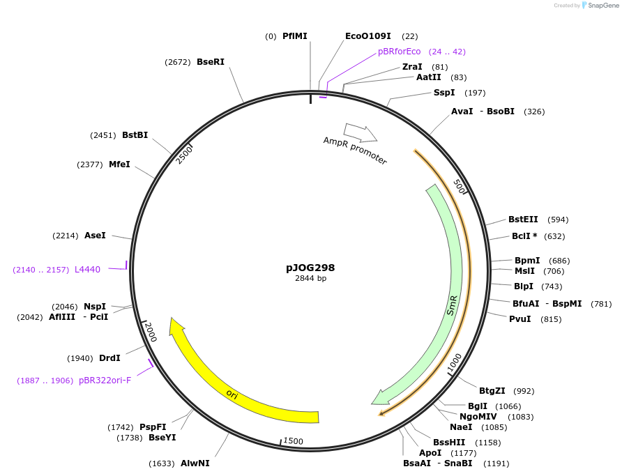 105361-plasmid-map-sequence-id-206359