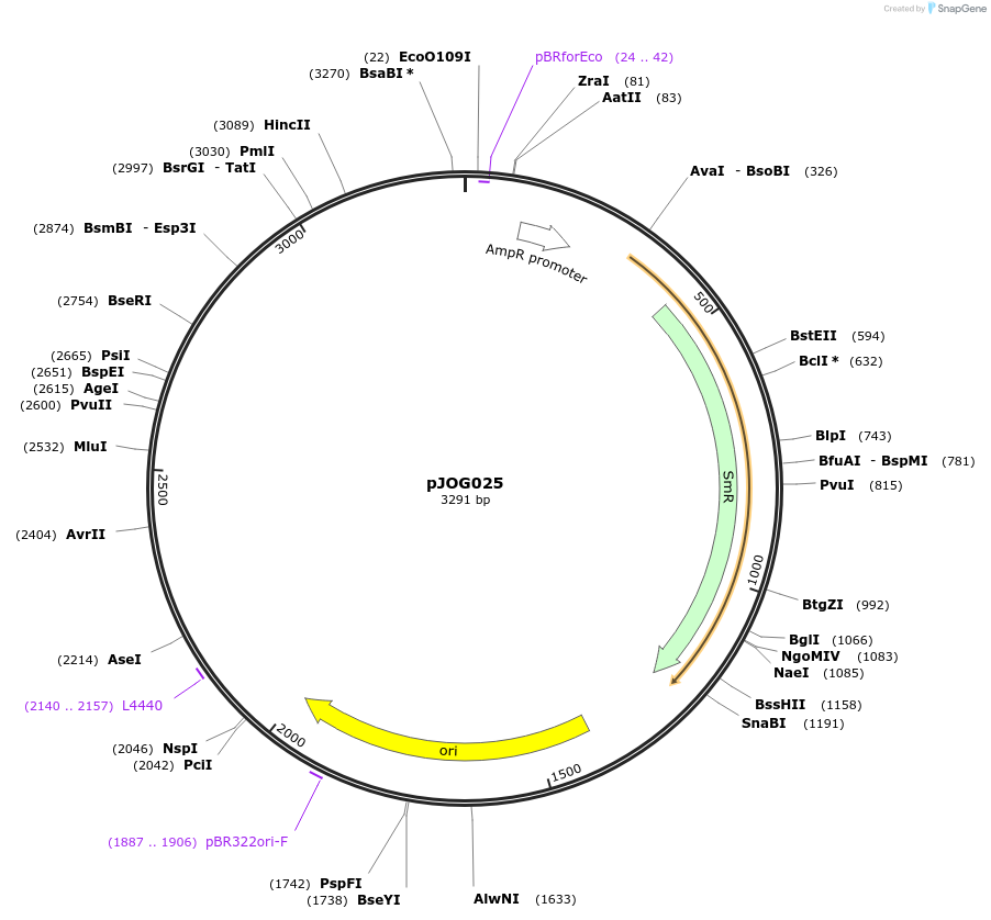 105364-plasmid-map-sequence-id-206362