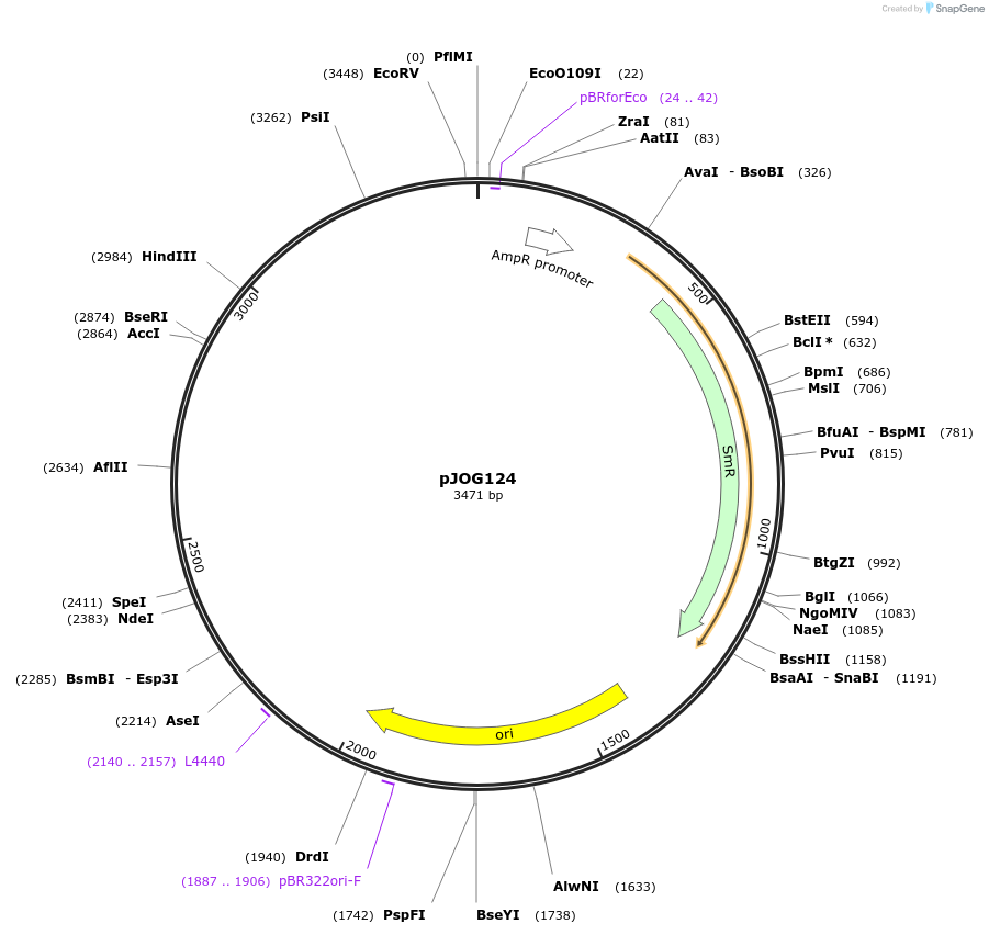105367-plasmid-map-sequence-id-206365