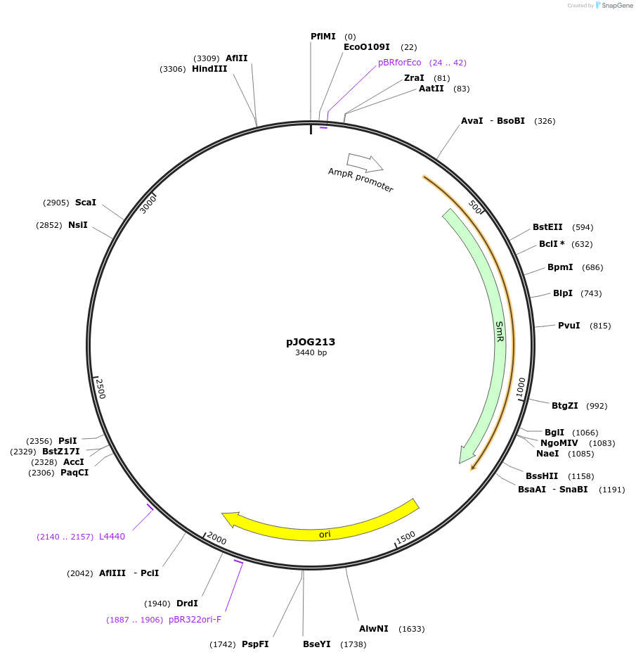 105385-plasmid-map-sequence-id-206384