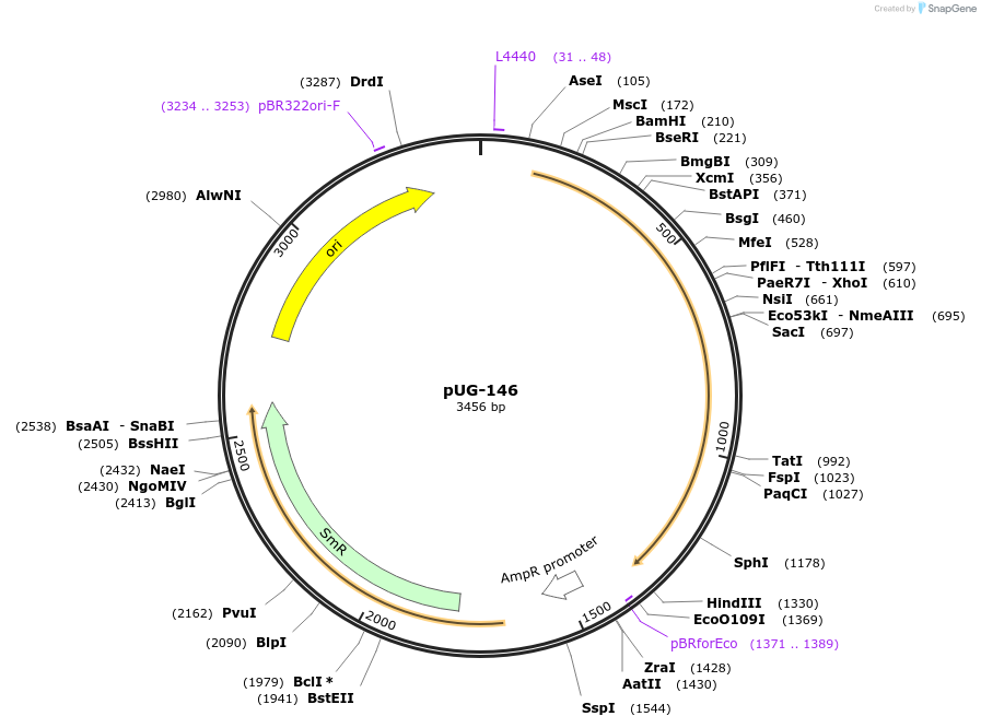 104712-plasmid-map-sequence-id-206390