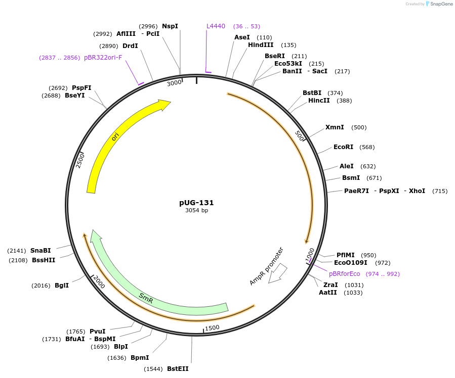 104713-plasmid-map-sequence-id-206391