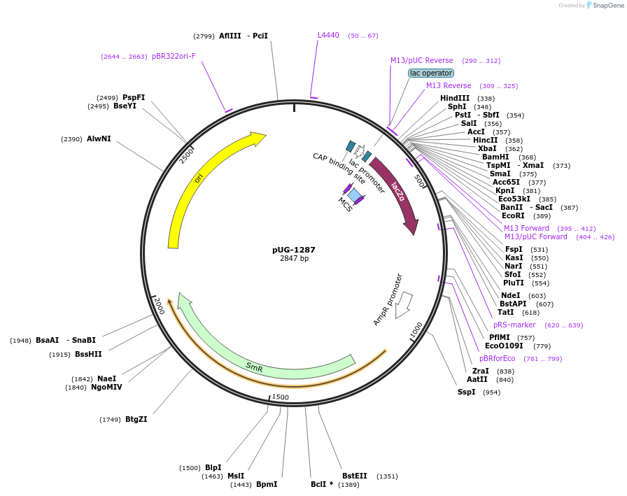 104642-plasmid-map-sequence-id-207042