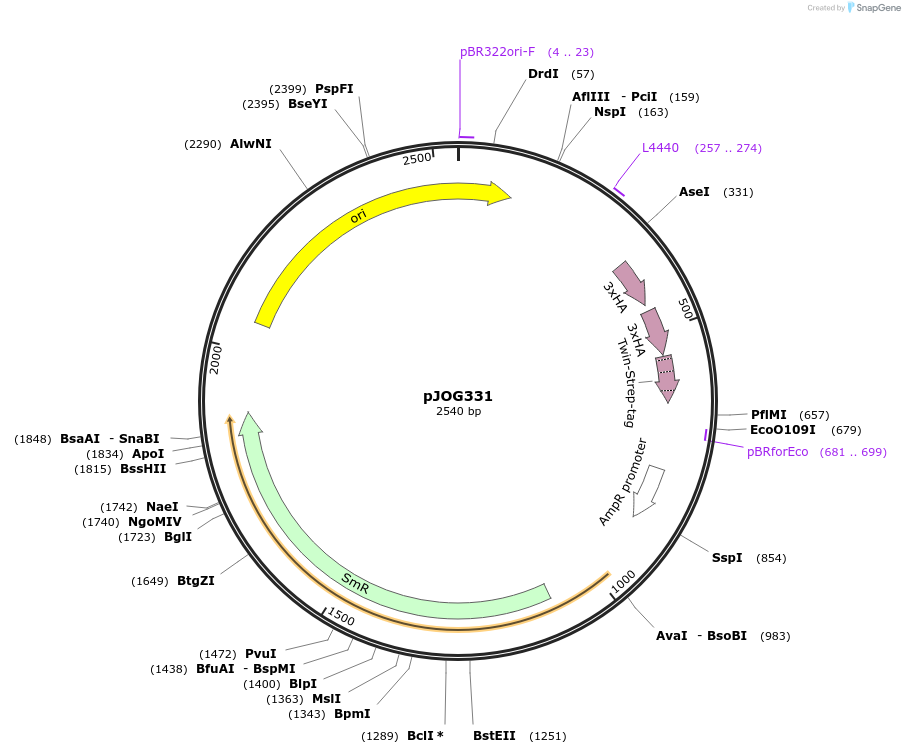 105408-plasmid-map-sequence-id-207064