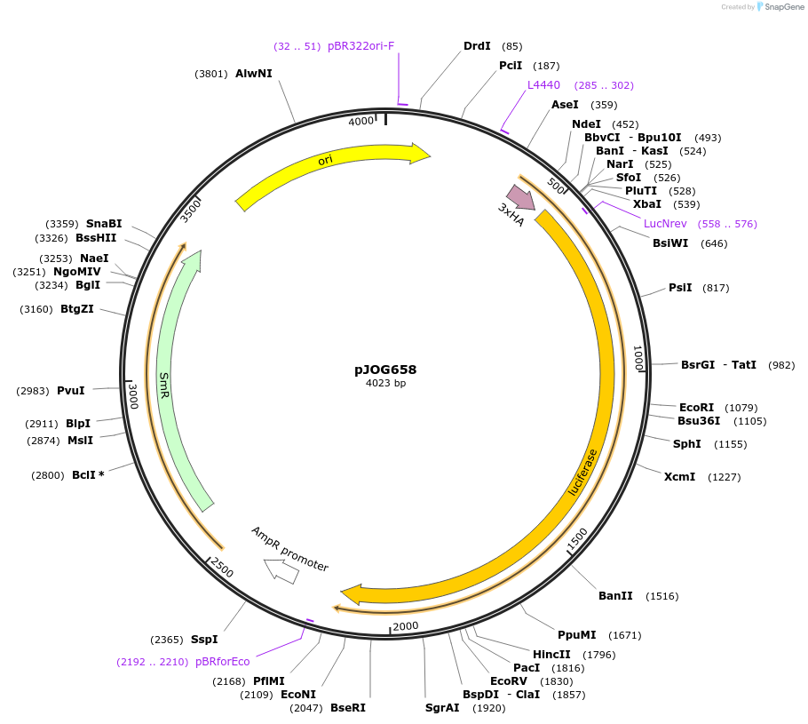 105409-plasmid-map-sequence-id-207065